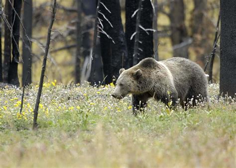 Free Images : nature, grass, walking, meadow, wildlife, fur, mammal, predator, fauna, brown bear ...
