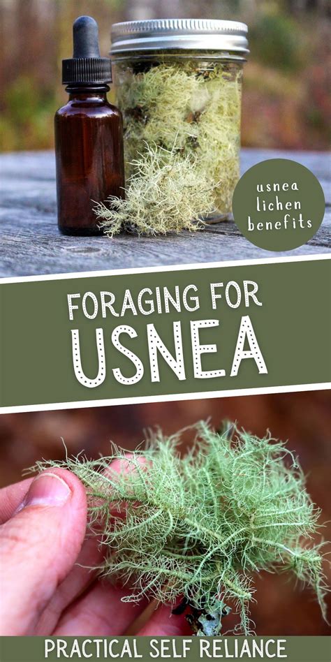Exploring The Medicinal Uses Of Usnea On Your Health Journey