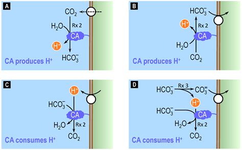 Potential Novel Role of Membrane-Associated Carbonic Anhydrases in the ...