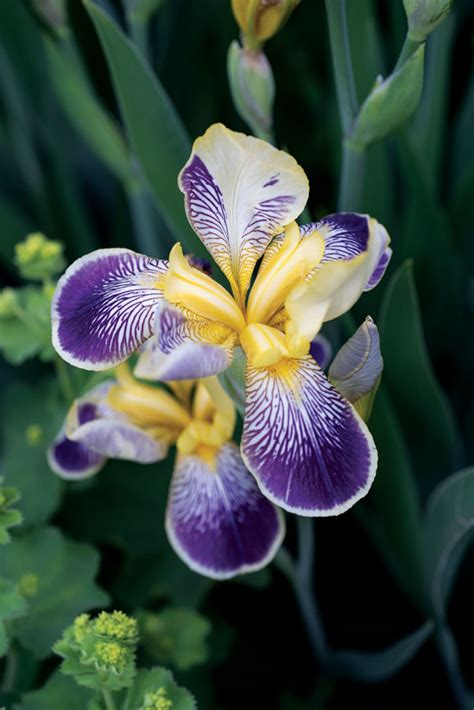 Image result for Iris Form Classification Example