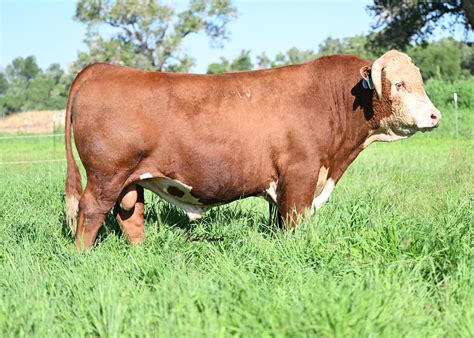 L BAR W CATTLE COMPANY | Our Cattle | Breeding Hereford Cattle