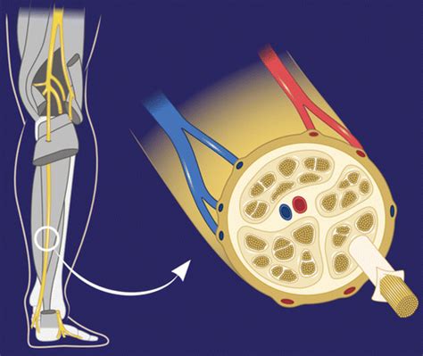 Peripheral Nerve Distribution 的图像结果