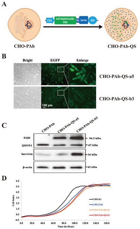 Enhancing the Antibody Production Efficiency of Chinese Hamster Ovary ...