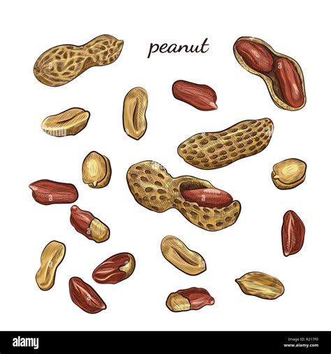 Nuts and shells sketches isolated on white background Stock Vector ...