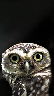 Owl Iphone Wallpaper by Owl In The Iphone 5 Wallpaper Hd Free Owl Iphone Wallpaper