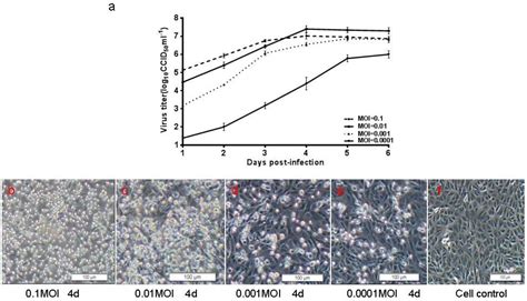 Optimization and Characterization of Candidate Strain for ...