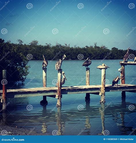 Pelicans on the Dock by the Bay Stock Image - Image of pelicons, summer ...