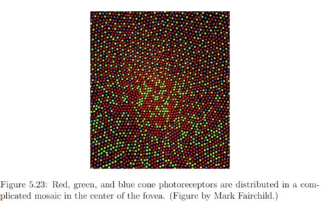 The Physiology of Human Vision - Zoology Optional Notes for UPSC PDF ...