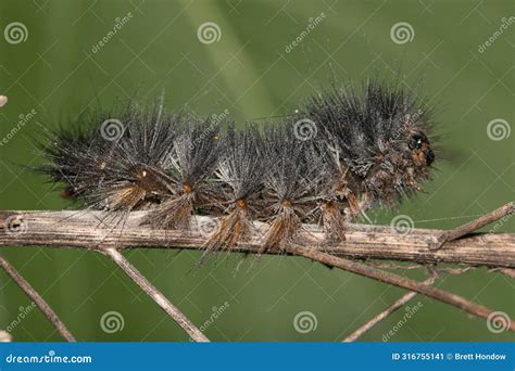 Salt Marsh Moth Caterpillar (Estigmene Acrea) Insect Dead on Plant Stem ...