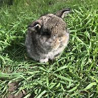 Image result for Baby Fawn Holland Lops
