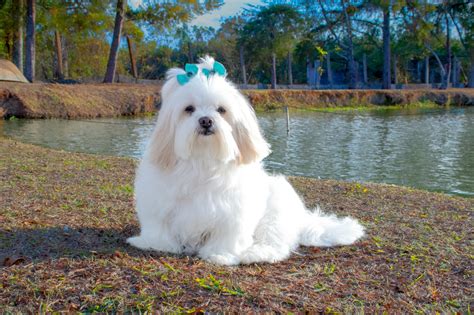 Discover Charming Small White Dog Breeds: Perfect Companions