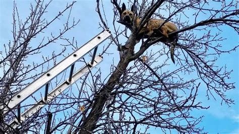 Dog rescued from treetop after chasing squirrel in USA's Idaho | Viral ...