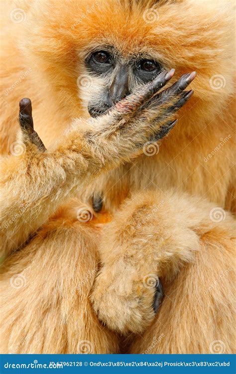 Orange Finger Monkeys