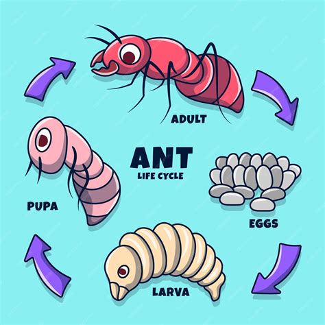 Premium Vector | Ant life cycle illustration with colored hand drawn ...