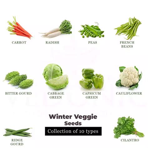 Buy Winter Vegetables Seeds Online | Garden Supply – Vedonic