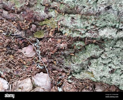 Siberian Flying Squirrel (Pteromys volans Stock Photo - Alamy