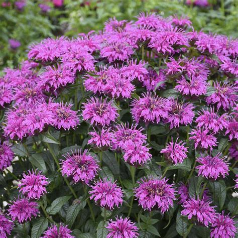 Bee Balm (Monarda 'Electric Neon Purple') in the Bee Balms Database ...