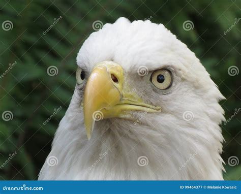 American Bald Eagle stock image. Image of head, freedom - 99464377