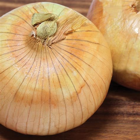 Onion Casserole - Recipes - West Florida Electric Co-op