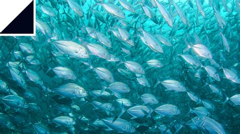 Fish Swim 的图像结果