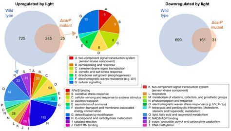 The carP lncRNA Is a carS-Related Regulatory Element with Broad Effects ...