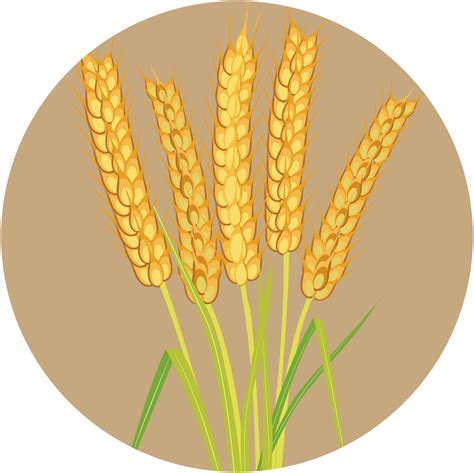 Kern 555 Wheat – Kern Seedtech Pvt. Ltd.