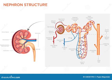 Nephron Structure Diagram Medical Science Cartoon Vector ...