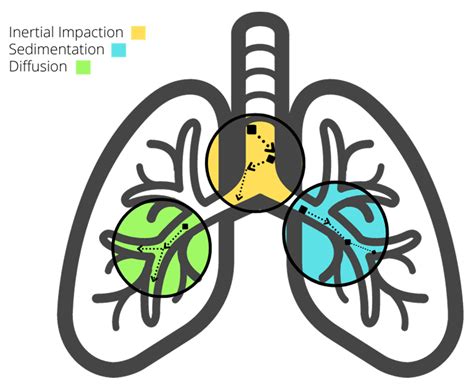 From Dust to Disease: A Review of Respirable Coal Mine Dust Lung ...