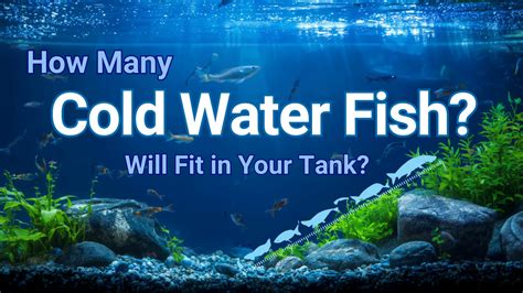 Flowerhorn Fish Care Guide: The Bold Beauty with a Temper – Is It Righ ...