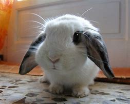 Image result for A Cute Bunny