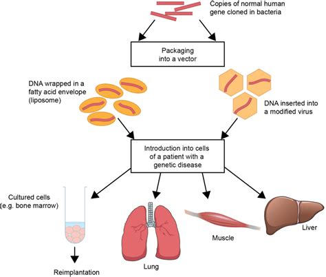 Basic Process of Gene Therapy 的图像结果