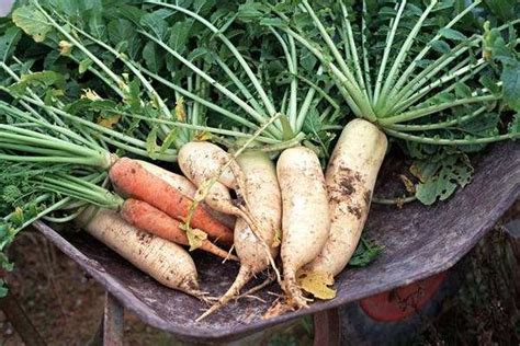 白萝卜最佳种植时间 白萝卜的种植时间和方法_知秀网