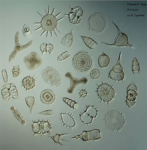 Importance Of Diatoms