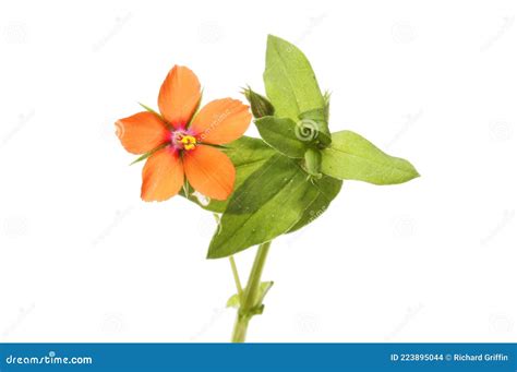 Scarlet Pimpernel Wildflower Stock Photo - Image of blossom, isolated ...
