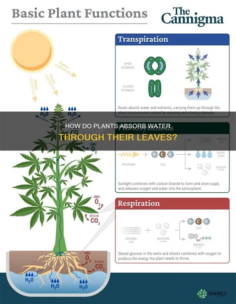 How Do Plants Absorb Water Through Their Leaves? | ShunCy