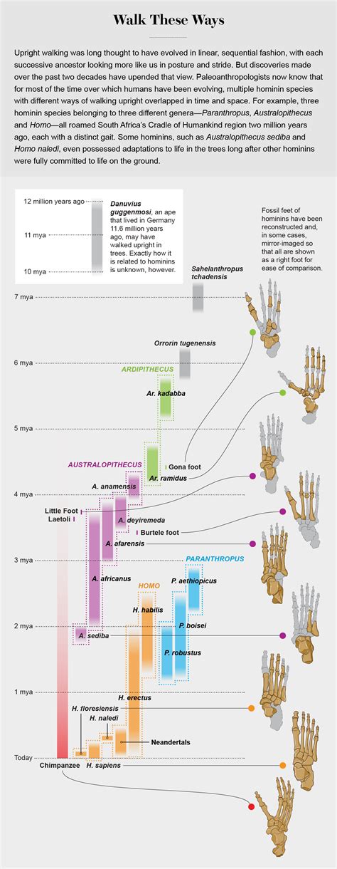 Human Foot Evolution 的图像结果