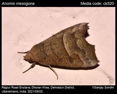 Anomis mesogona | Moths