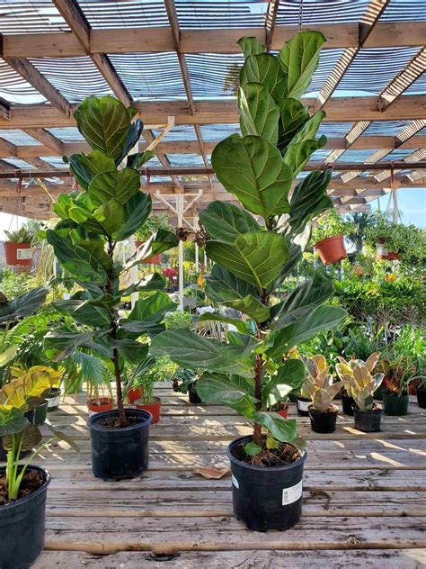 Fiddle Leaf Fig, Ficus Lyrata 3 gallon & 10 inch pot - Treeland Nurseries