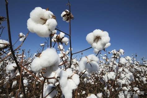 2021棉花价格最新行情：现在多少钱一斤？价格会上涨吗？