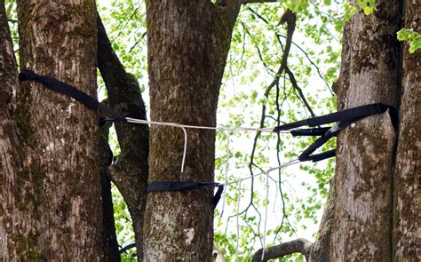 Tree Cabling & Bracing Services in Austin, TX