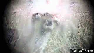 Image result for Deer Exploding