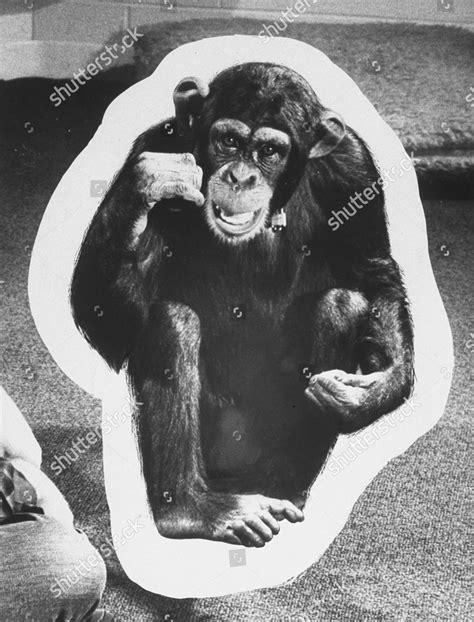 Image result for Monkeys Learning Sign Language