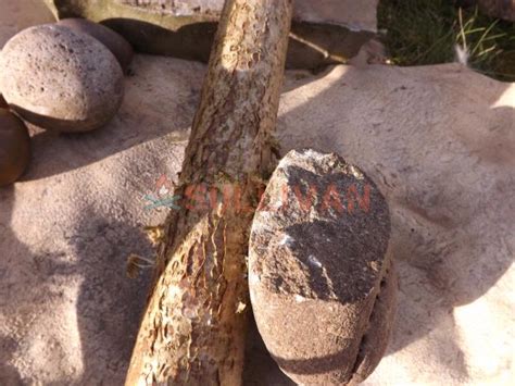 Primitive Videos 的图像结果