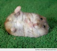 Image result for Fluffy Baby Hamster
