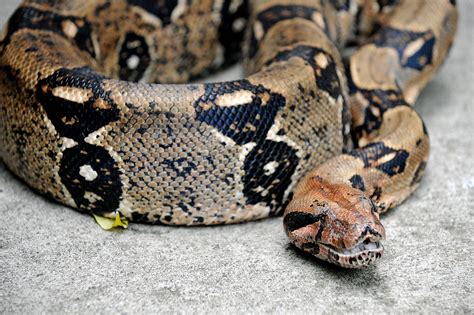 5 Reptiles Including Rare Albino Red-Tailed Boa Stolen From Florida ...