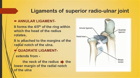 page2-21.pdf, radioulnar joint in human anatomy | PDF