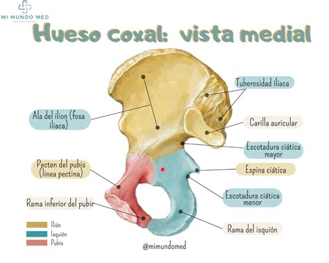 Pin de Maria en Ossos | Libros de anatomia, Anatomia humana musculos, Hueso coxal