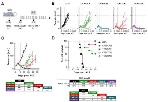 HLA-A2-GPC3 mTCR-T，优于GPC3CAR|细胞|肿瘤|表达|小鼠|识别|-健康界