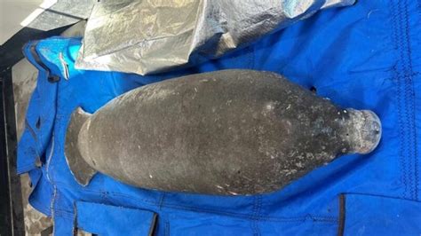 Manatee rescued near Bradenton