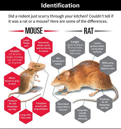 Differences Between Rats and Mice Chart